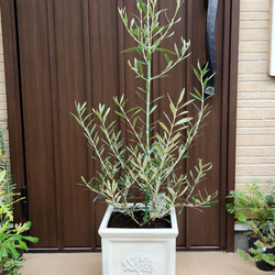 大きめ♪オリーブの木 エルグレコ スクエア型ホワイト鉢植え 苗