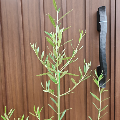 オリーブの木　10号　白色鉢植え　エルグレコ　H140 オリーブの木 10号 白色鉢植え エルグレコ H140 観葉植物