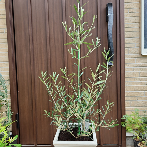 大きめ♪オリーブの木 エルグレコ スクエア型ホワイト鉢植え 苗