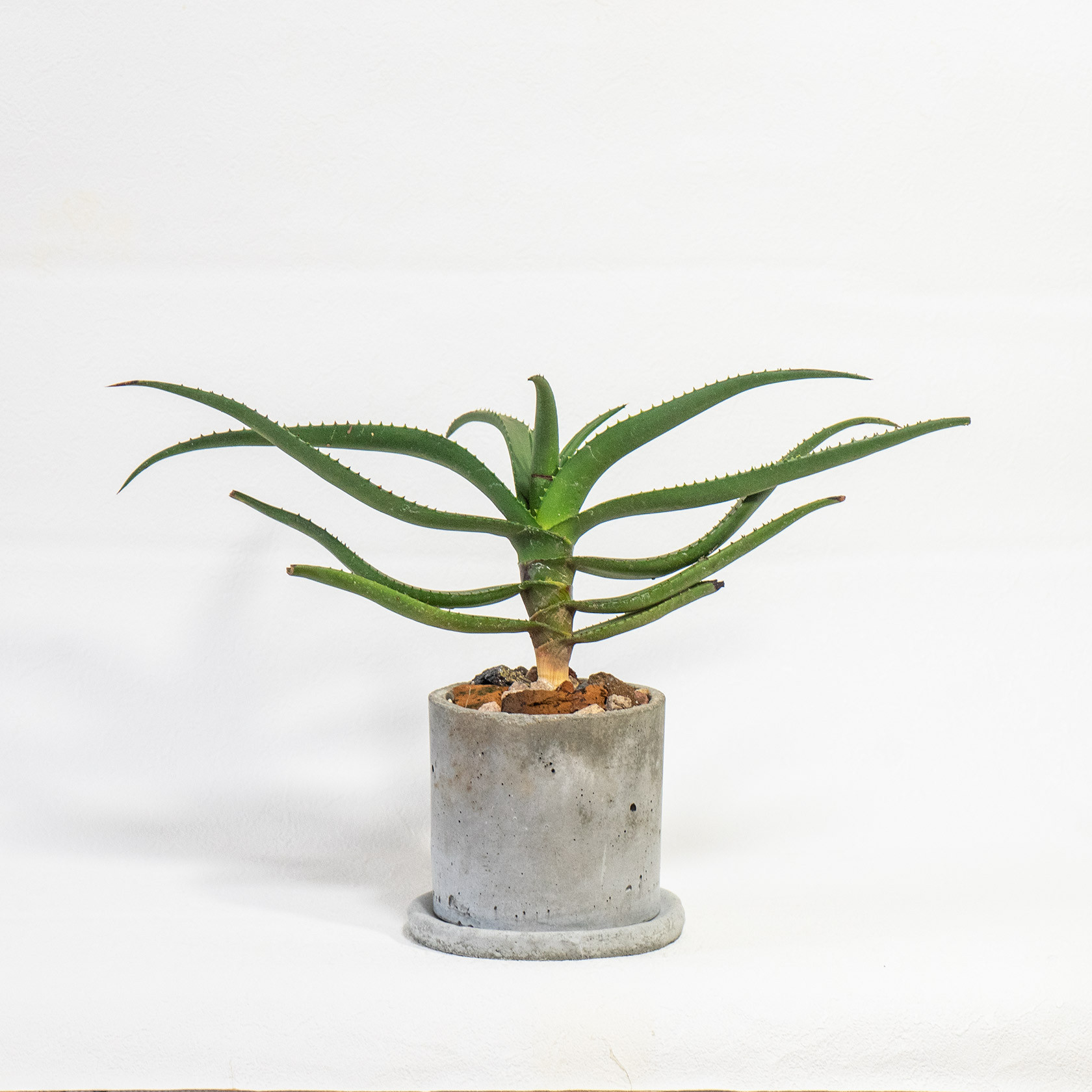 アロエベラ（送料の関係でこれ以上はお安くできません(T ^ T) アロエベラ（これ以上はお値下げできません） 【公式通販】