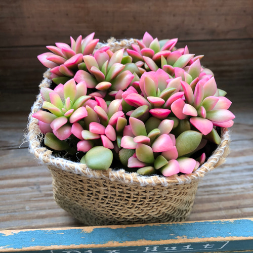 多肉植物 お買い得セット ビアホップ雪花玉 花月 ロココ 銭串錦 吹雪の松 多肉植物 桜吹雪【多肉植物 2.5号】｜ 【植物のITANSE