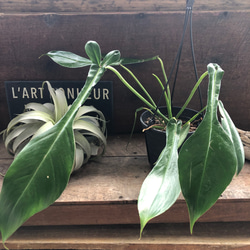 ジョーピー♡吊り下げ♡フィロデンドロン♡観葉植物♡インテリア