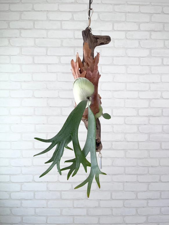 ビカクシダ ウィリンキー コウモリラン 流木付け 観葉植物 ハンギング