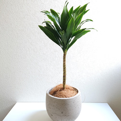 ○数量限定○新作○ 大輪の葉姿 ○”ドラセナ コンパクタ ドラゴン 鉢
