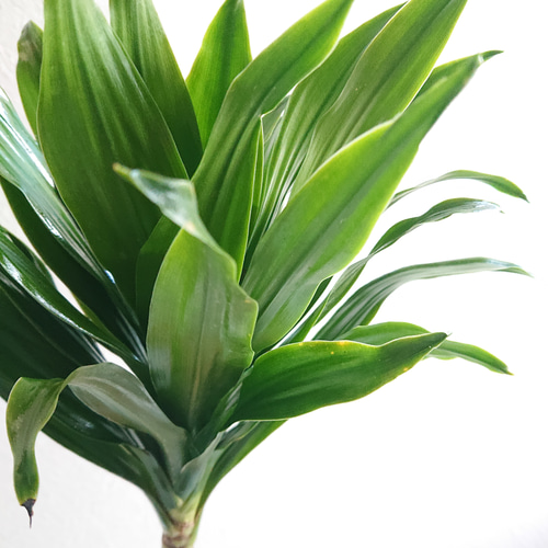 ○数量限定○新作○ 大輪の葉姿 ○”ドラセナ コンパクタ