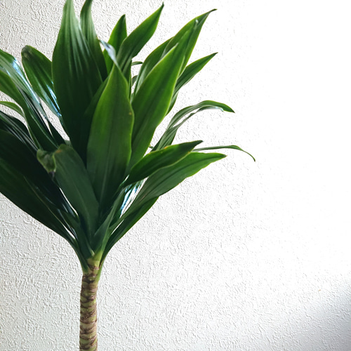 ○数量限定○新作○ 大輪の葉姿 ○”ドラセナ コンパクタ