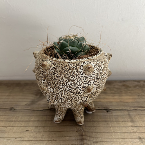 特大 鉢カバー 植木鉢 観葉植物 サボテン サボテン寄せ植えと鉢カバー3