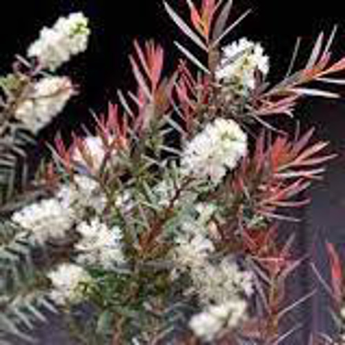 メラレウカ レッドジェム 特大サイズ メラレウカ：レッドジェム3-3.5号