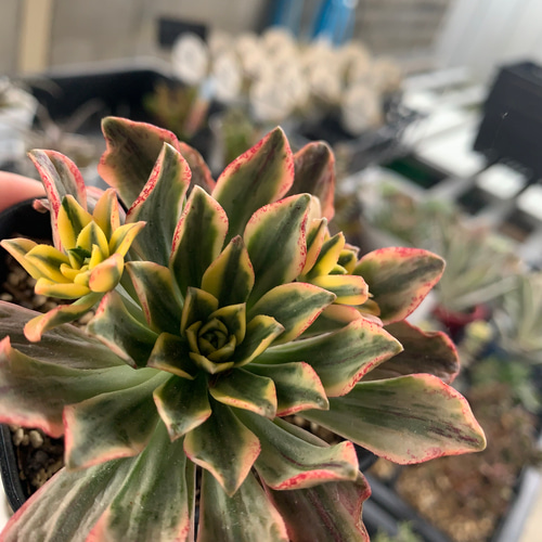 アエオニウム ブロンズメタル錦 3つセット 多肉植物 多肉植物 each-one 