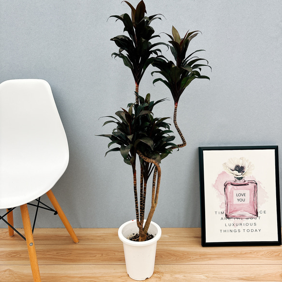 観葉植物 ドラセナ コンパクター 曲がり 希少 4株 オシャレ 黒鉢 根元隠し 観葉植物 ドラセナ コンパクター 曲がり 希少 4株 オシャレ 黒鉢