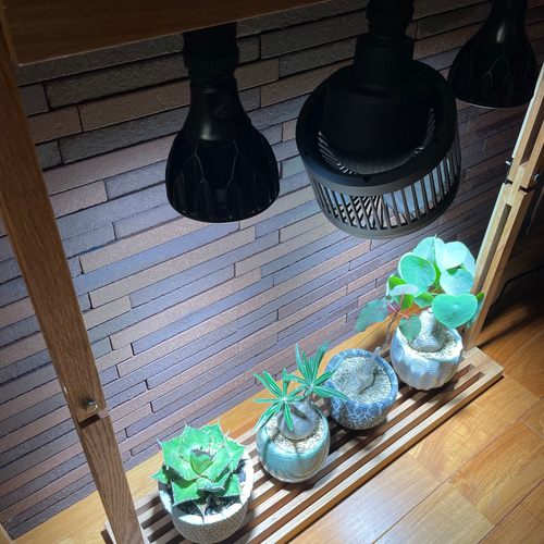 植物育成LEDライトスタンド［ホワイトオーク］ライト2個、回転式