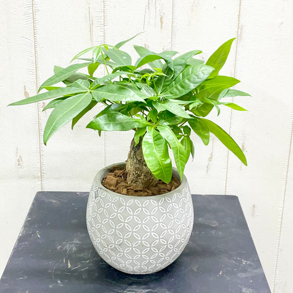 朴仕立て♪ 極太 パキラ セメント鉢 観葉植物 インテリア その他