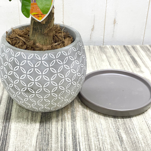 朴仕立て♪ 極太 パキラ セメント鉢 観葉植物 インテリア その他