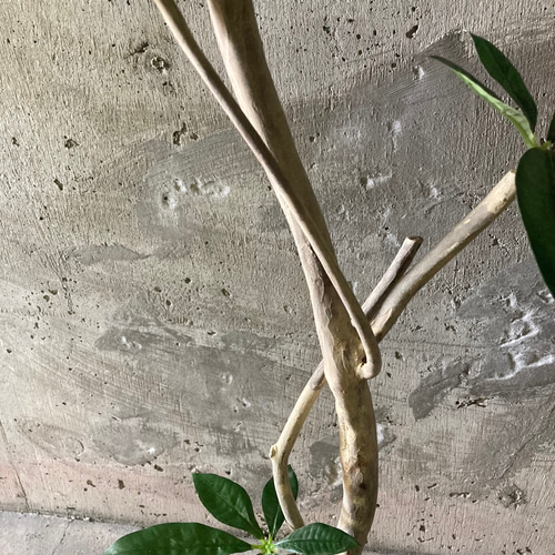 光触媒 人工観葉植物 ウォールグリーン フェイクグリーン パキラ