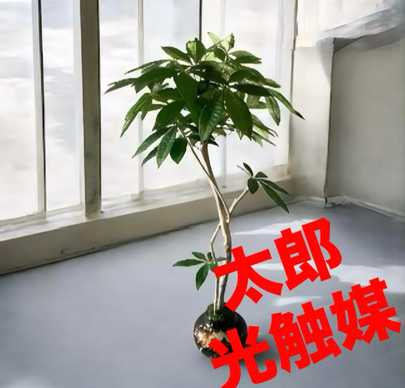 光触媒　人工観葉植物　ウォールグリーン　フェイクグリーン　パキラ11555 光触媒 人工観葉植物 ウォールグリーン フェイクグリーン パキラ
