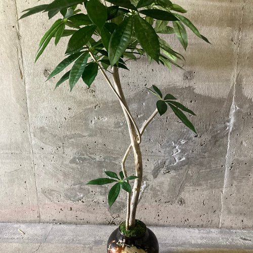 光触媒 人工観葉植物 ウォールグリーン フェイクグリーン 光触媒 人工観葉植物 ウォールグリーン フェイクグリーン