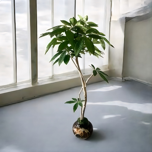 光触媒　人工観葉植物　ウォールグリーン　フェイクグリーン　パキラ11555 光触媒 人工観葉植物 ウォールグリーン フェイクグリーン パキラ