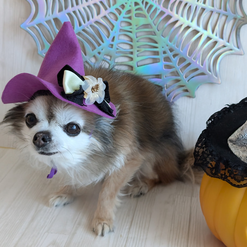 ハロウィン 犬・猫用ハット （M)紫Wリボン とんがり帽子 小型犬