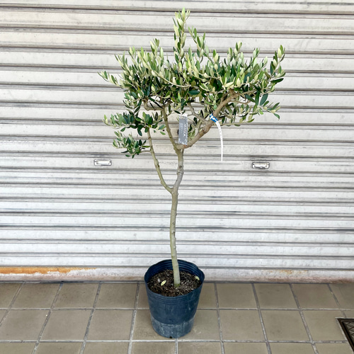背高め 珍しい品種 オリーブの木 ペンドリノ その他インテリア
