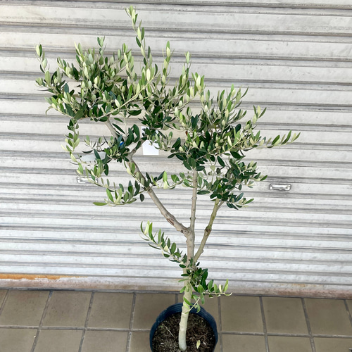 オリーブ　ペンドリノ　太幹　植物　インテリア オリーブ ペンドリノ 太幹 植物 インテリア オリーブの木
