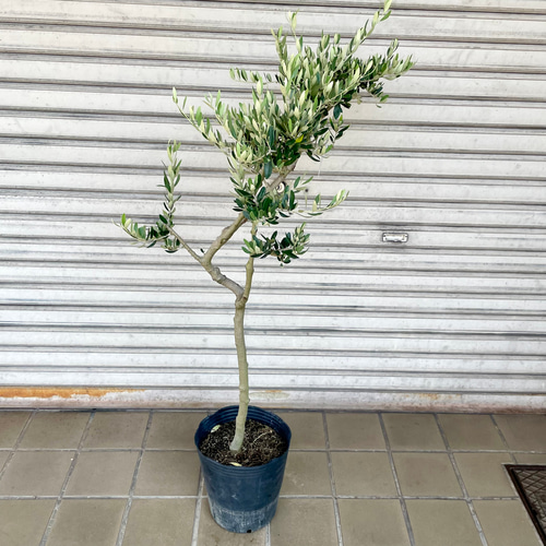 背高め 珍しい品種 オリーブの木 ペンドリノ その他インテリア