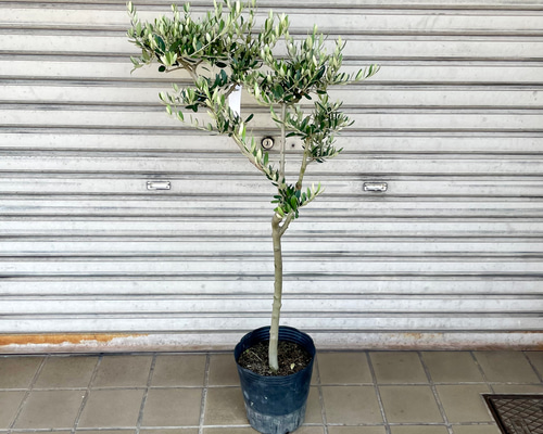 オリーブ　ペンドリノ　太幹　植物　インテリア オリーブ ペンドリノ 太幹 植物 インテリア 鉢植え オリーブの木