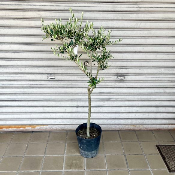 オリーブ　ペンドリノ　太幹　植物　インテリア 背高め 珍しい品種 オリーブの木 ペンドリノ その他インテリア