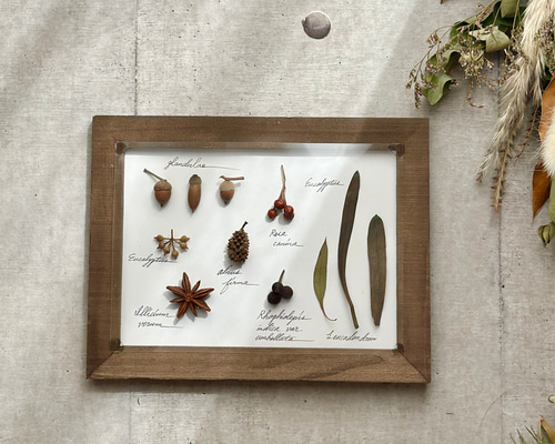 errer 葉脈 筆記体 植物標本 アンティーク 樹脂標本 受注！再販！botanical specimen 木の実と葉の植物標本 ハー