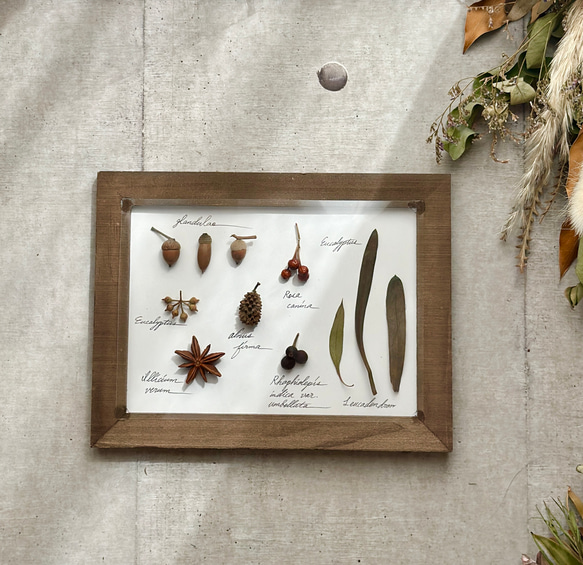 受注！再販！botanical specimen 木の実と葉の植物標本 ハー
