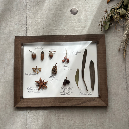 受注！再販！botanical specimen 木の実と葉の植物標本 ハー