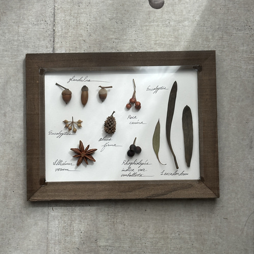 受注！再販！botanical specimen 木の実と葉の植物標本 ハー