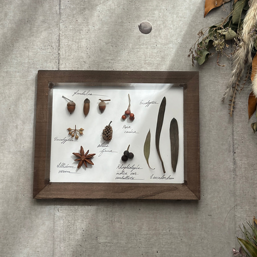 受注！再‥販！botanical specimen 木の実と葉の植物標本 ハーバリウム