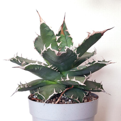 フィロデンドロン キャニフォリウム (キャニホリウム) (ホテイカズラ