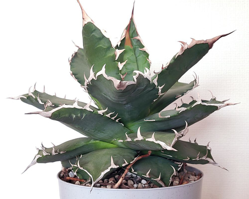 アガベ / チタノタ / 夕映 (ソーラーエクリプス)【多肉植物】 多肉植物