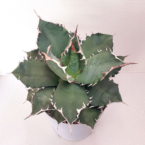 アガベ / チタノタ / 夕映 (ソーラーエクリプス)【多肉植物】 多肉植物