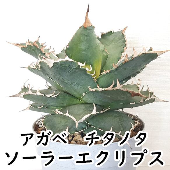 アガベ 狂刺夕映 ソーラーエクリプス多肉植物 観葉植物 アガベ チタノタ ソーラーエクリプス 