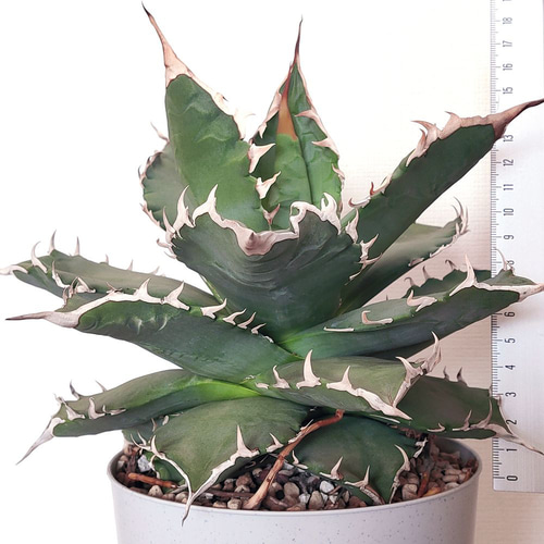 アガベ / チタノタ / 夕映 (ソーラーエクリプス)【多肉植物】 多肉植物