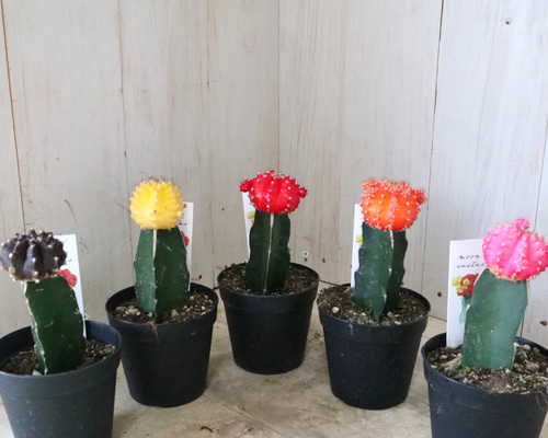 牡丹様♡ 両手に、りくで〜す🤣🤣🤣