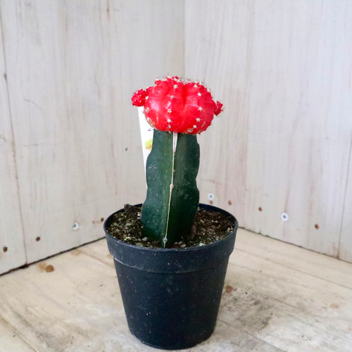 おまかせ♡4色♡緋牡丹♡サボテン♡多肉植物♡ アートフラワー