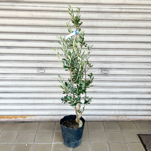 珍しい品種 オリーブの木 モライオロ その他インテリア雑貨 PLANTS