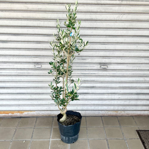 珍しい品種 オリーブの木 モライオロ その他インテリア雑貨 PLANTS