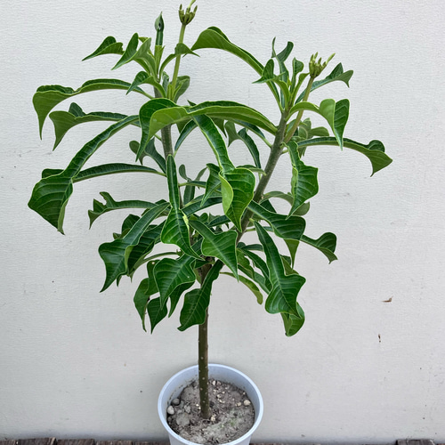 希少　唯一無二テスト品種　マーブル紫　花芽あり　花芽脇芽ありブルテリア様 純白プルメリア＊プディカ＊希少品種＊ アートフラワー bloom town