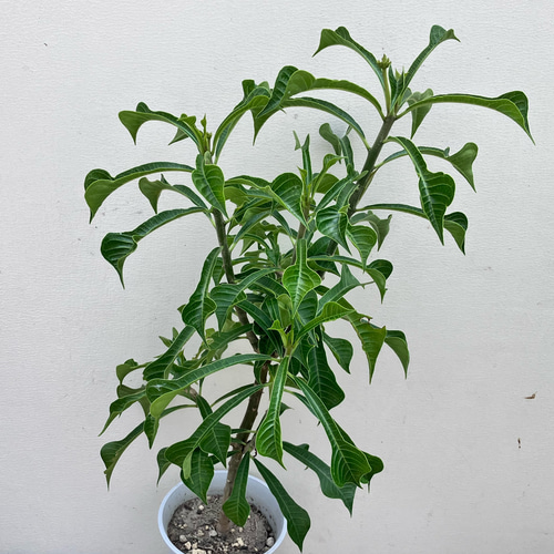 純白プルメリア＊プディカ＊希少品種＊ アートフラワー bloom town