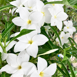 純白プルメリア＊プディカ＊希少品種＊ アートフラワー bloom town