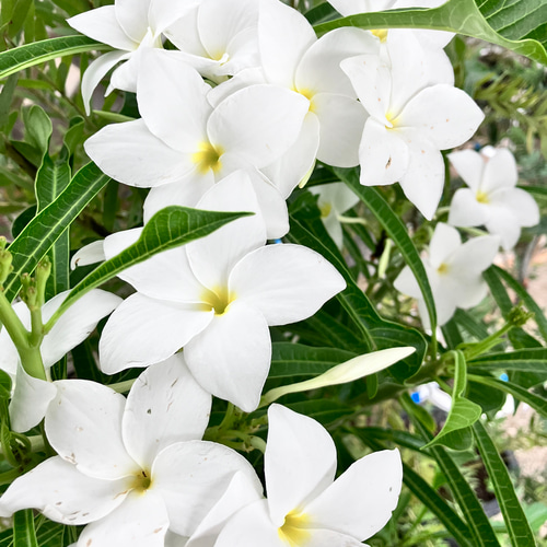 純白プルメリア＊プディカ＊希少品種＊ アートフラワー bloom town