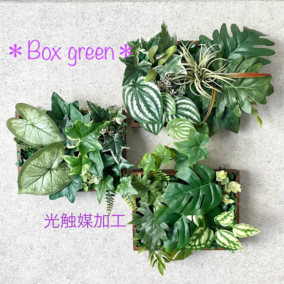 ウォールグリーン77 【公式通販】