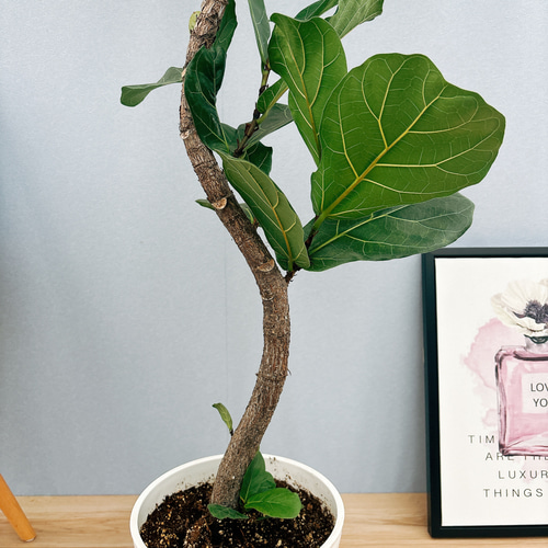 現品］7番 カシワバゴムの木 フィカス リラータ 曲がり 8号 観葉植物 