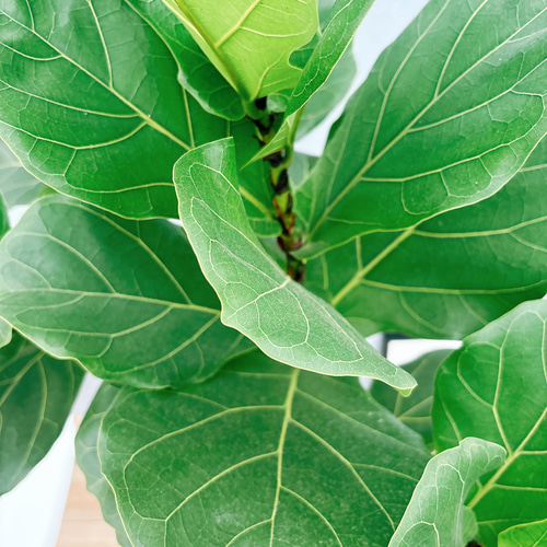 ［現品］29番　カシワバゴムの木　フィカス　リラータ　8号　観葉　室内　大型 現品］29番 カシワバゴムの木 フィカス リラータ 8号 観葉 室内 大型