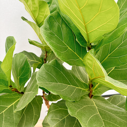 ［現品］29番　カシワバゴムの木　フィカス　リラータ　8号　観葉　室内　大型 現品］29番 カシワバゴムの木 フィカス リラータ 8号 観葉 室内 大型