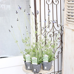 花苗 常緑樹 メラレウカ・ティーツリー トピアリー仕立て 4号ポット